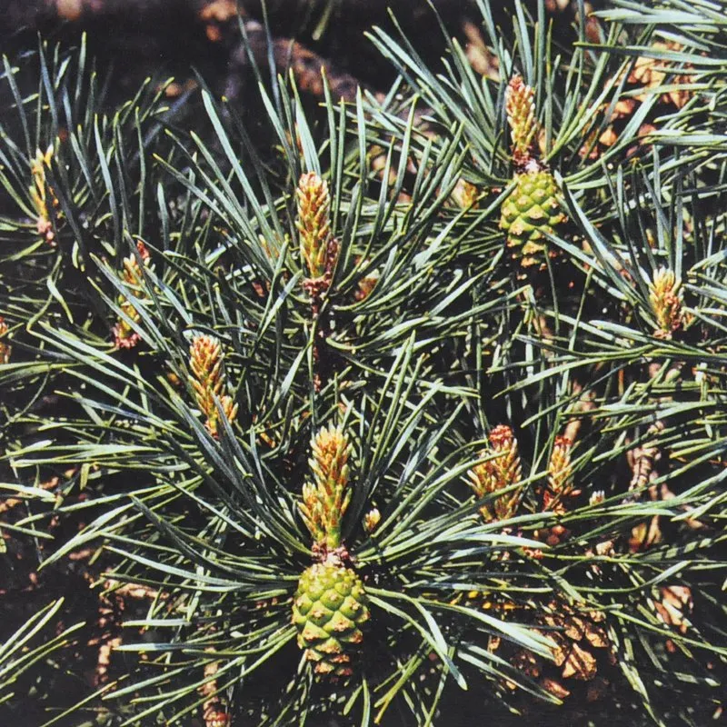 Pine Bach Flower Remedy 10ml